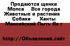 Продаются щенки Мопса. - Все города Животные и растения » Собаки   . Ханты-Мансийский,Пыть-Ях г.